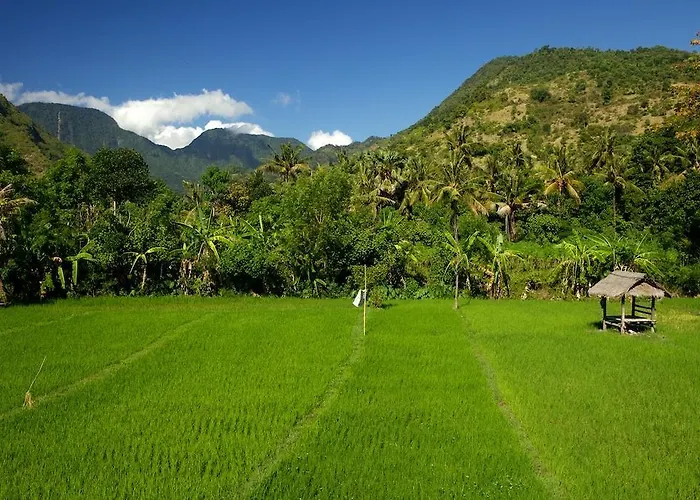The Kampung * Amed